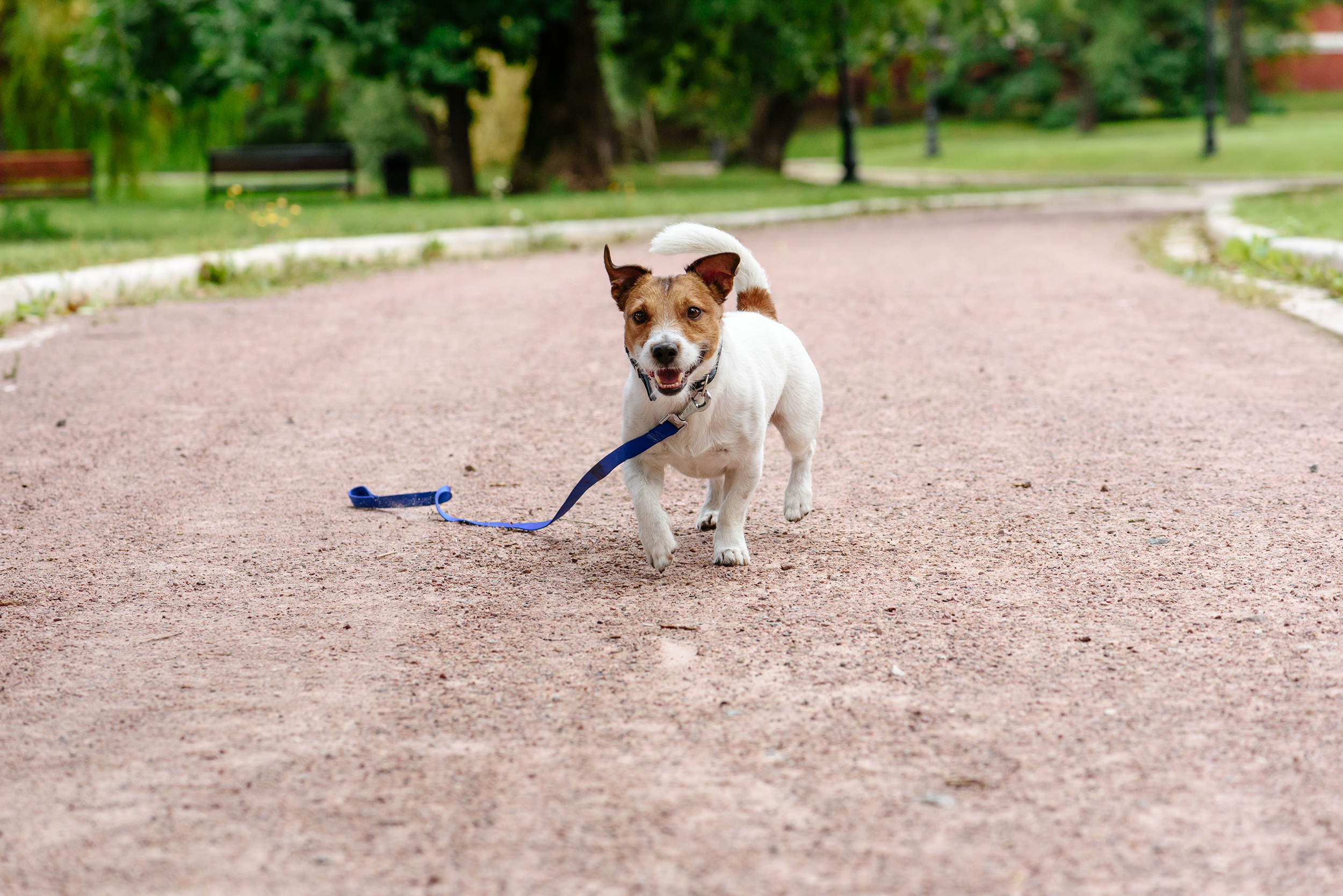 Lost Your Beloved Pet? Let Us Help You Find Them