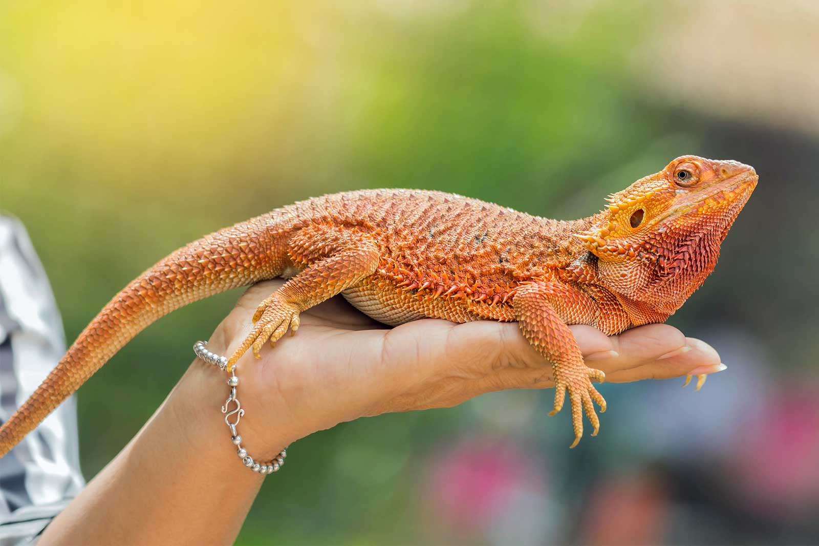 Find Your Perfect Reptile Pet at our Pet Store: Wide Selection of Lizards, Snakes and Turtles Available