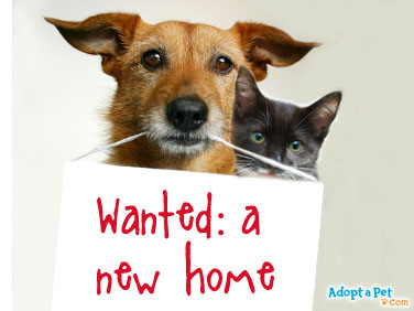 Find Your Furry Friend a Loving Home at our Pet Rescue