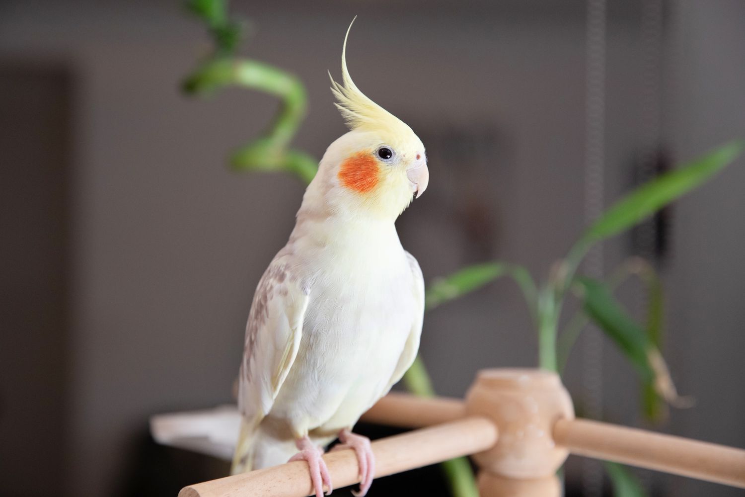 Exclusive Selection of Birds for Every Bird Lover at XYZ Pet Store: Visit us today and start your Feathery Adventure