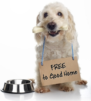Find Your Forever Companion with Free Pet Adoption at Our Animal Shelter