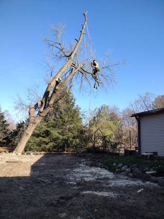 Lowest Cost Tree Removal and Tree Trimming (Greenfield)